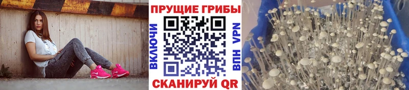 купить закладку  Новосибирск  mega зеркало  Псилоцибиновые грибы Psilocybine cubensis 
